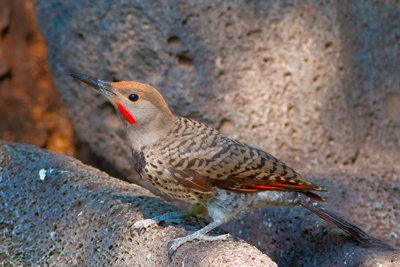 Item #201306281607: Fauna - Juvenile Flicker Woodpecker