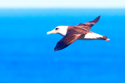 Item #201701065172: Fauna - Albatross