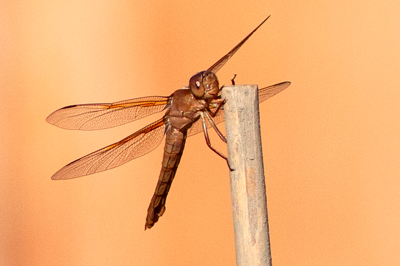 Item #202208319696: Fauna - Dragnfly