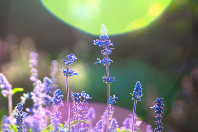 Item #200509050129: Flora - Sage