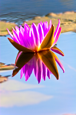 Item #200509110101: Flora - Waterlily