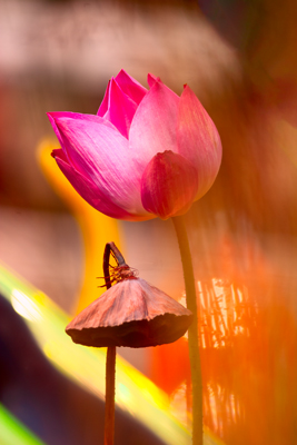 Item #200609093333: Flora - Lotus