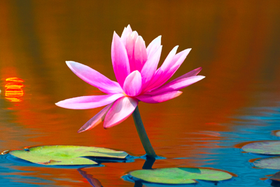 Item #200609093357: Flora - Lotus
