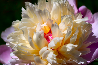 Item #200905280497: Flora - Peony