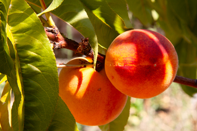 Item #202307030587: Flora - Peaches