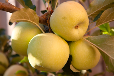 Item #202309010606: Flora - Apples