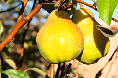 Item #202309010607: Flora - Bartlett Pears