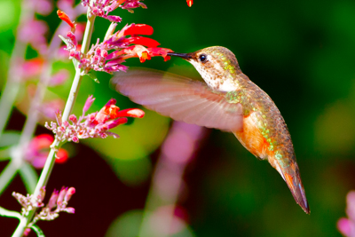 Item #200707256265: Hummingbirds - Juvenile Hummingbird