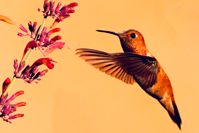 Item #200708148077: Hummingbirds - Rufous Hummingbird