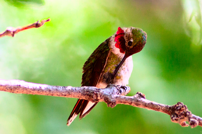 Item #201909066502: Hummingbirds - Broad-tailed Hummingbird