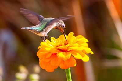 Item #202209099713: Hummingbirds - Broad-tailed Hummingbird
