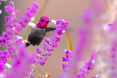 Item #202312140743: Hummingbirds - Anna’s Hummingbird
