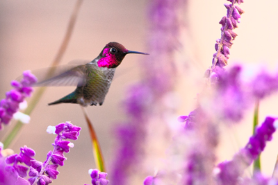 Item #202312140744: Hummingbirds - Anna’s Hummingbird