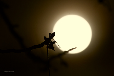 Item #200811121143: Moon - Super Moon